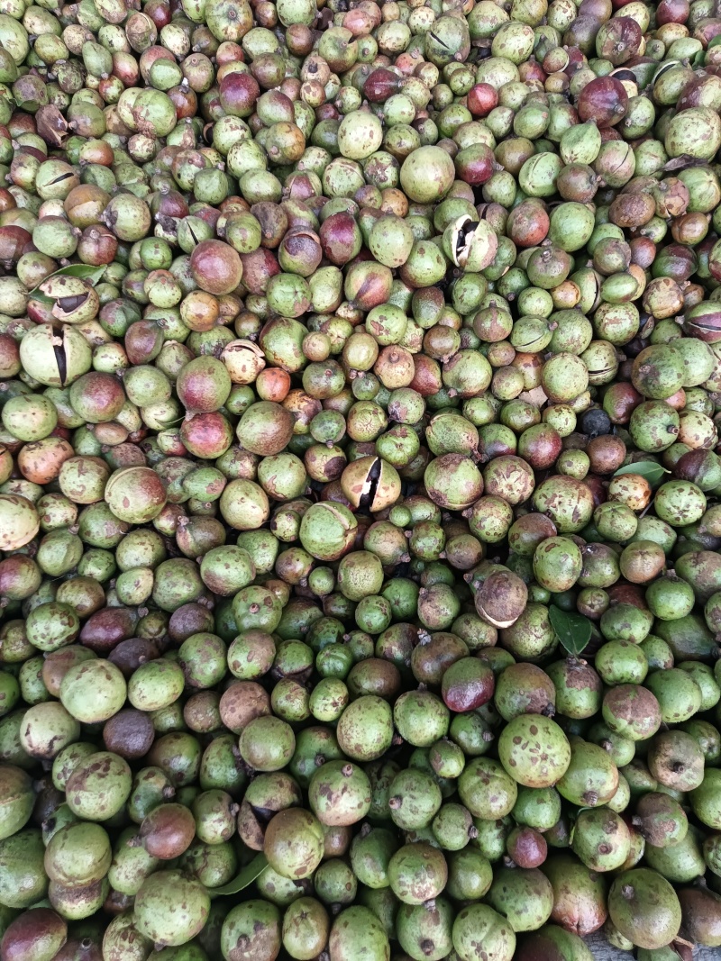 自产自销高山山茶油