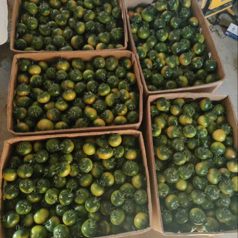 草莓柿子草莓西红柿大量上市产地直供一手货源口感嘎嘎好