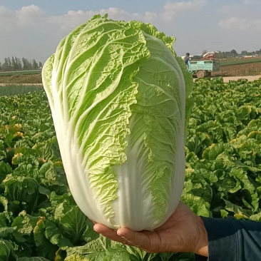 【黄心白菜】陕西白菜规格适中货量大按要求分拣加工打包装车发货