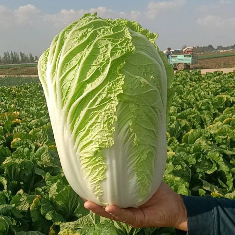 【黄心白菜】陕西白菜规格适中货量大按要求分拣加工打包装车发货