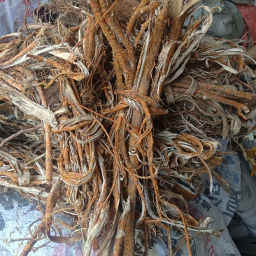 桑树根皮山东临沂联系电话***********