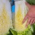【黄心白菜】陕西白菜规格适中货量大按要求分拣加工打包装车发货