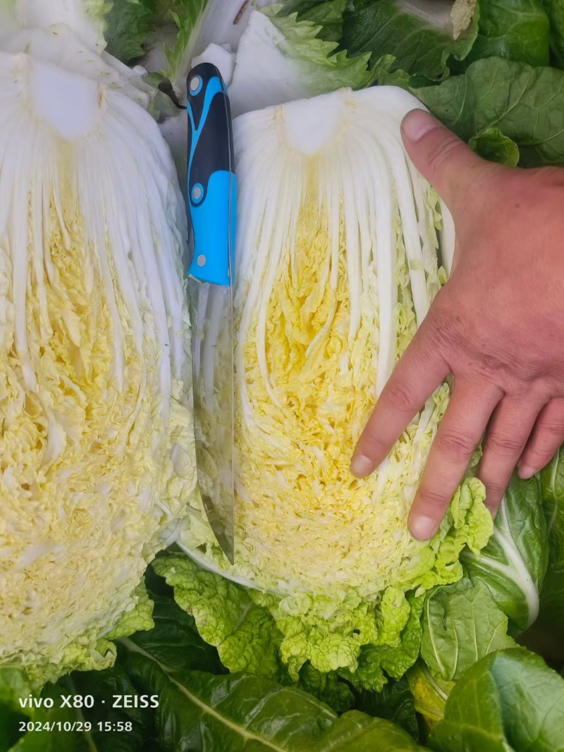 【黄心白菜】陕西白菜规格适中货量大按要求分拣加工打包装车发货