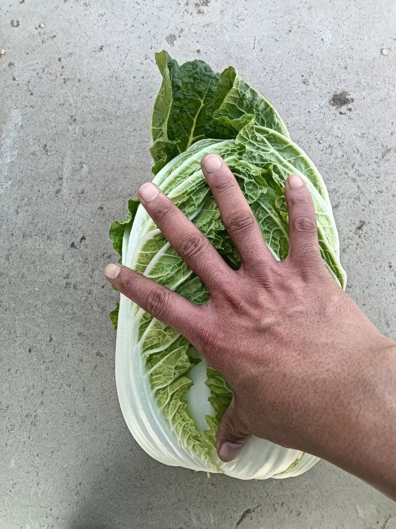 【黄心白菜】陕西白菜规格适中货量大按要求分拣加工打包装车发货