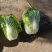 【黄心白菜】陕西白菜规格适中货量大按要求分拣加工打包装车发货