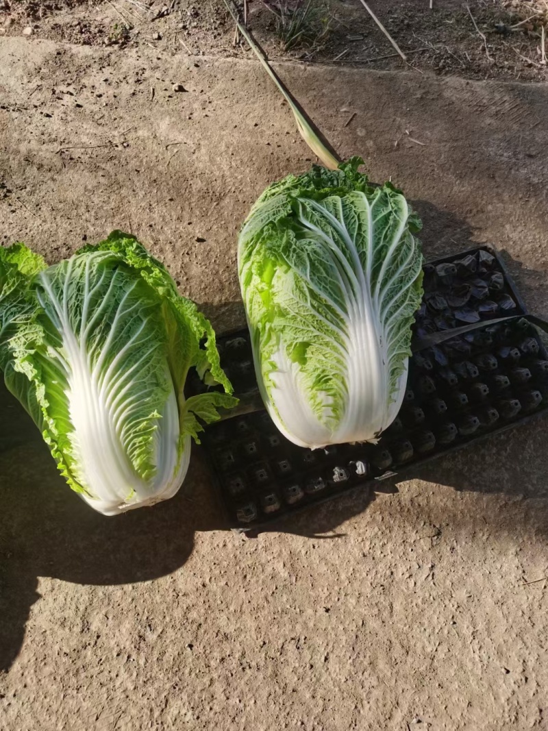 【黄心白菜】陕西白菜规格适中货量大按要求分拣加工打包装车发货