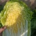 【黄心白菜】陕西白菜规格适中货量大按要求分拣加工打包装车发货