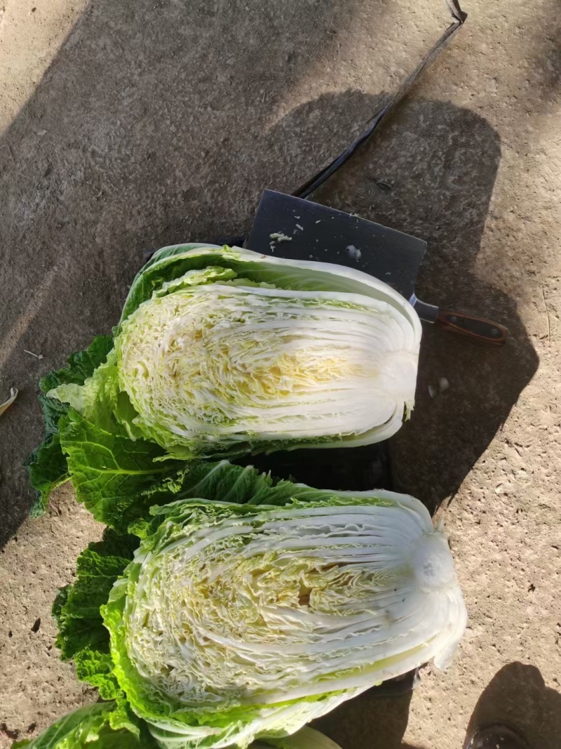 【黄心白菜】陕西白菜规格适中货量大按要求分拣加工打包装车发货