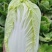 【黄心白菜】陕西白菜规格适中货量大按要求分拣加工打包装车发货