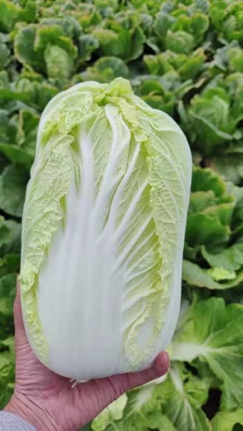 【黄心白菜】陕西白菜规格适中货量大按要求分拣加工打包装车发货