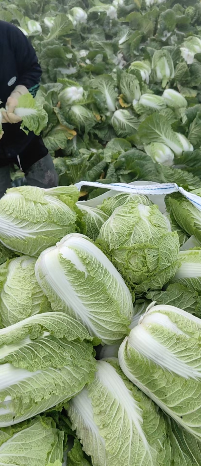 【黄心白菜】陕西白菜规格适中货量大按要求分拣加工打包装车发货