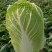 【黄心白菜】陕西白菜规格适中货量大按要求分拣加工打包装车发货