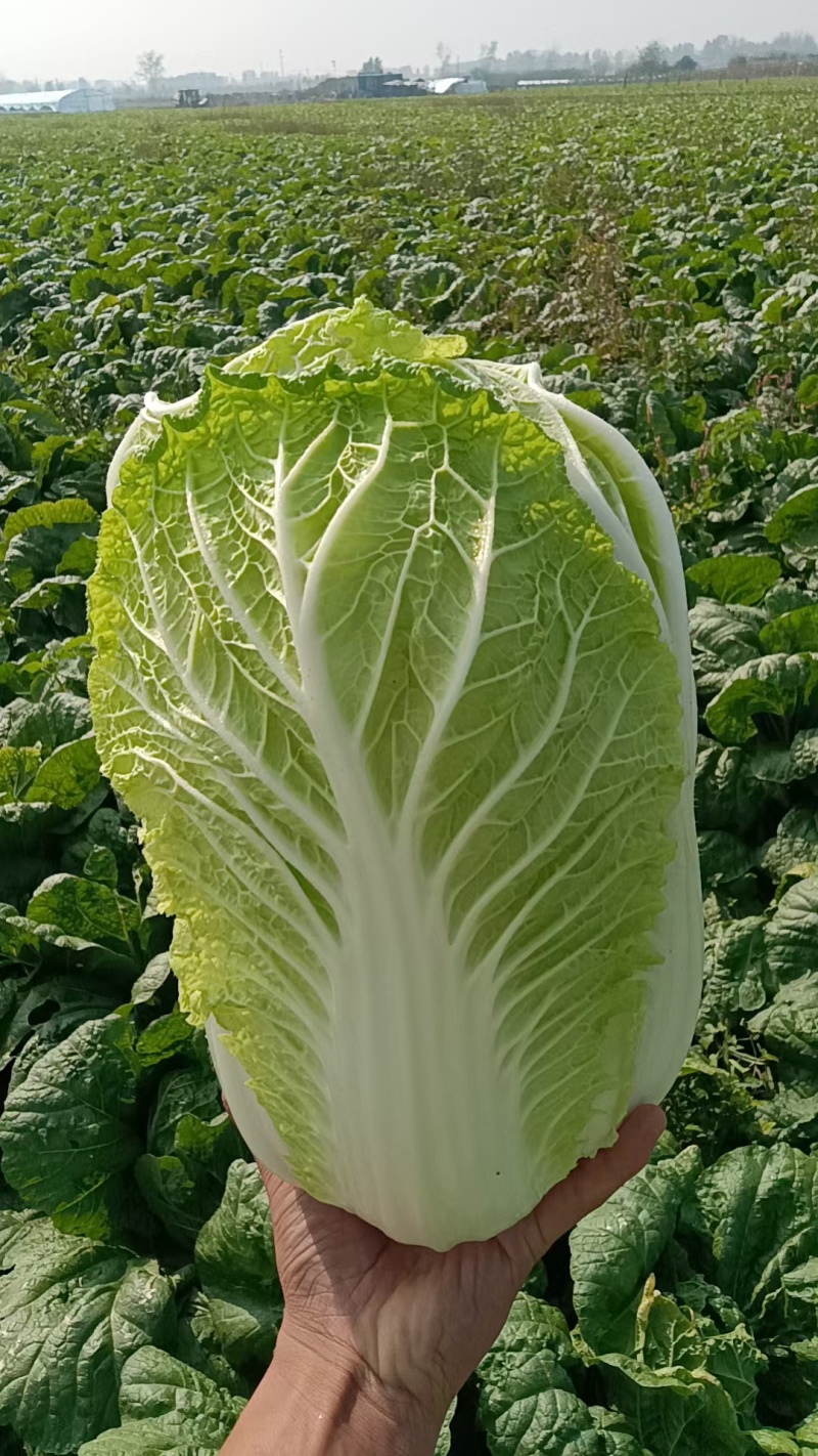 【黄心白菜】陕西白菜规格适中货量大按要求分拣加工打包装车发货