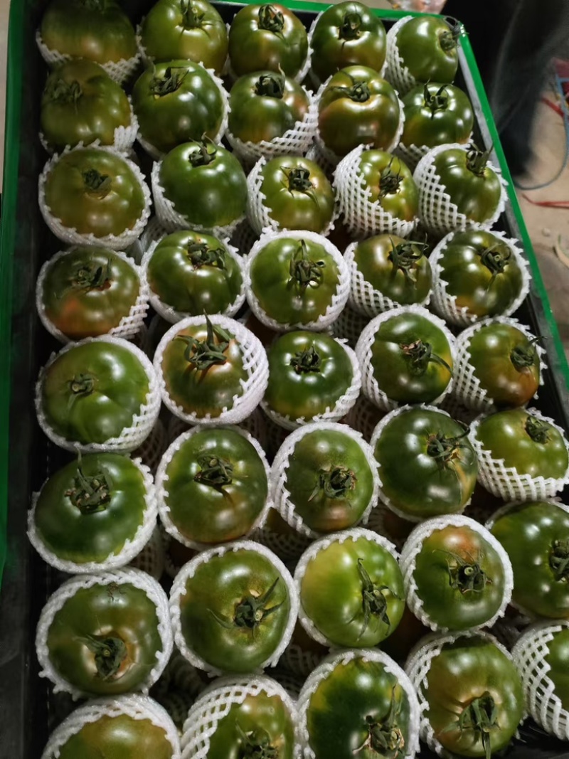 草莓柿子草莓西红柿大量上市产地直供一手货源口感嘎嘎好