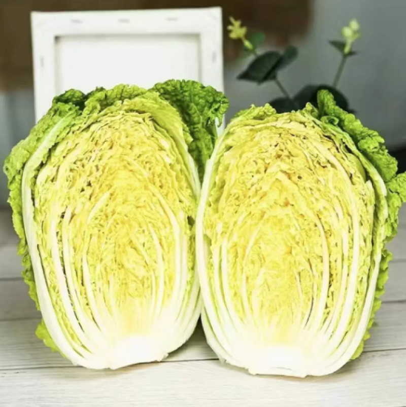 白菜大白菜上市了新鲜耐运输欢迎采购产地直发欢迎