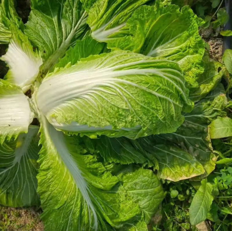 白菜大白菜上市了新鲜耐运输欢迎采购产地直发欢迎