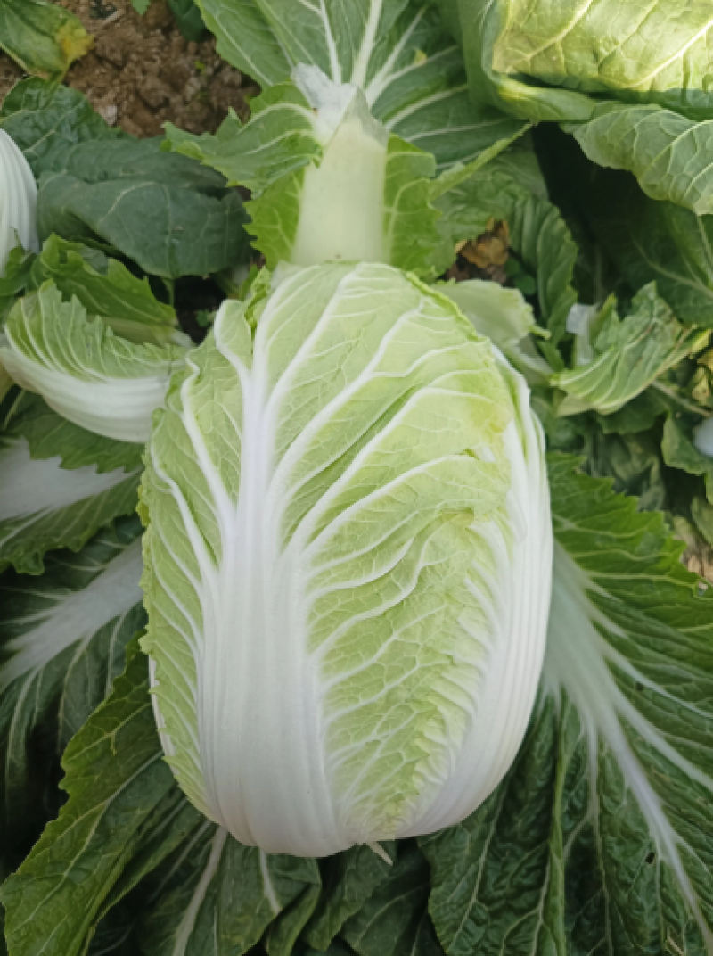 白菜大白菜上市了新鲜耐运输欢迎采购产地直发欢迎