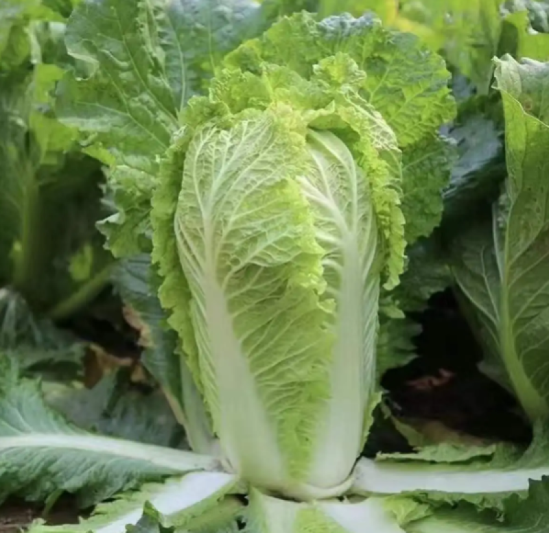 白菜大白菜上市了新鲜耐运输欢迎采购产地直发欢迎