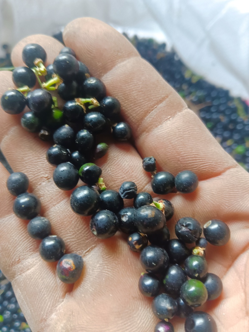 麦冬种子山东临沂河东区连系电话***********