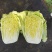 【青杂三号白菜】陕西白菜无烧心烧边无黑点病害净菜上车大小适中