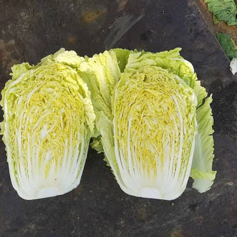 【青杂三号白菜】陕西白菜无烧心烧边无黑点病害净菜上车大小适中