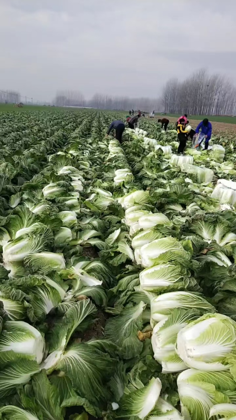 【青杂三号白菜】陕西白菜无烧心烧边无黑点病害净菜上车大小适中