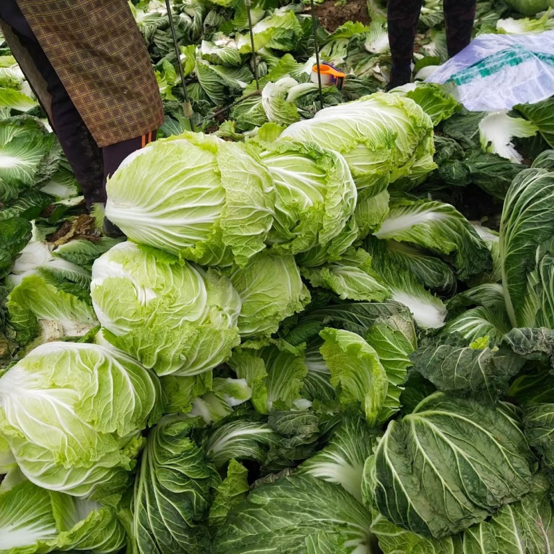 【青杂三号白菜】陕西白菜无烧心烧边无黑点病害净菜上车大小适中