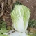 【青杂三号白菜】陕西白菜无烧心烧边无黑点病害净菜上车大小适中