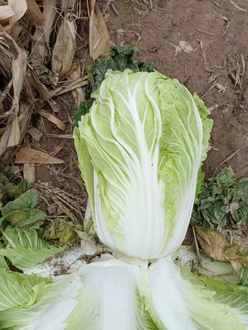 【青杂三号白菜】陕西白菜无烧心烧边无黑点病害净菜上车大小适中