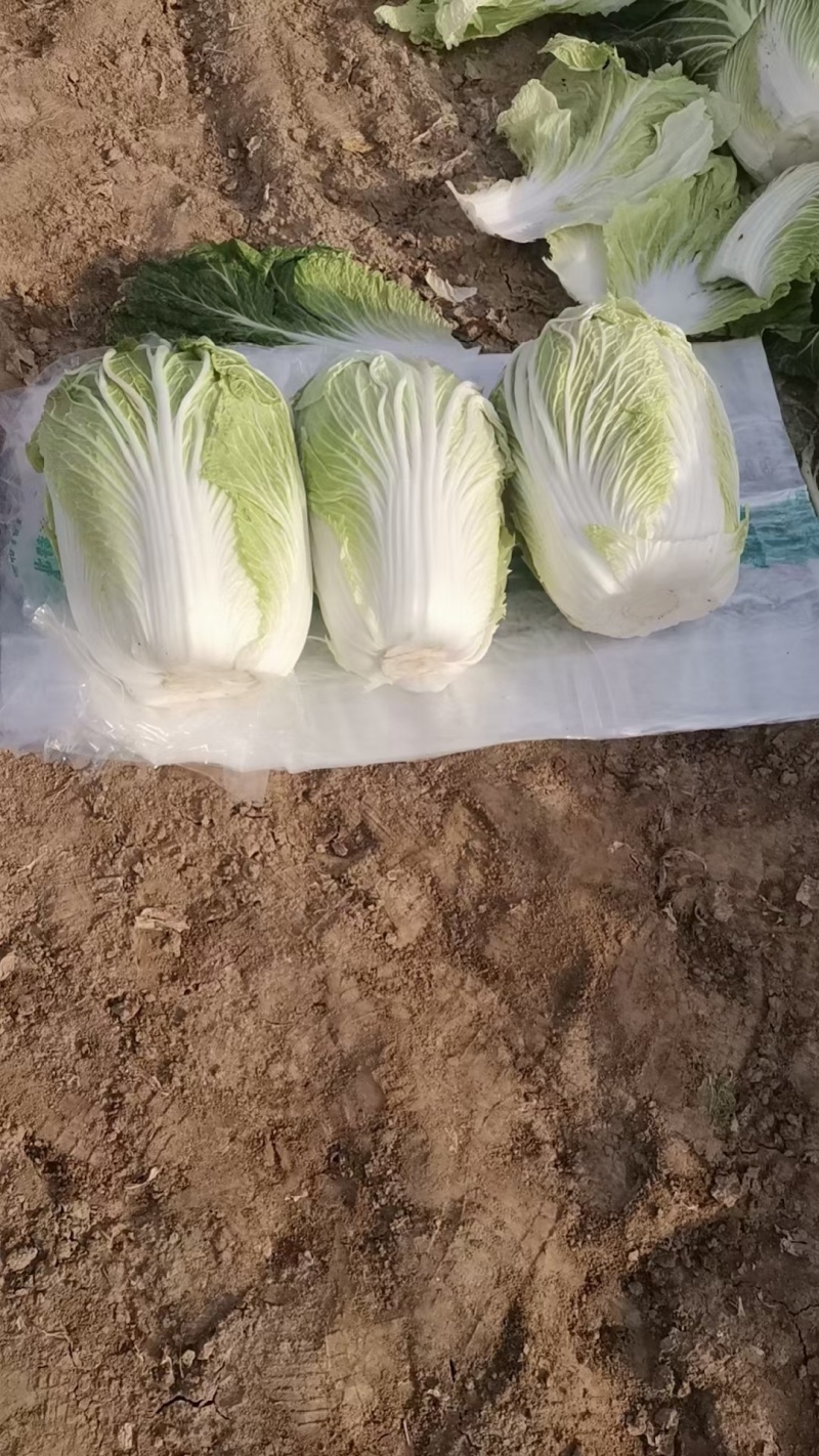 【青杂三号白菜】陕西白菜无烧心烧边无黑点病害净菜上车大小适中
