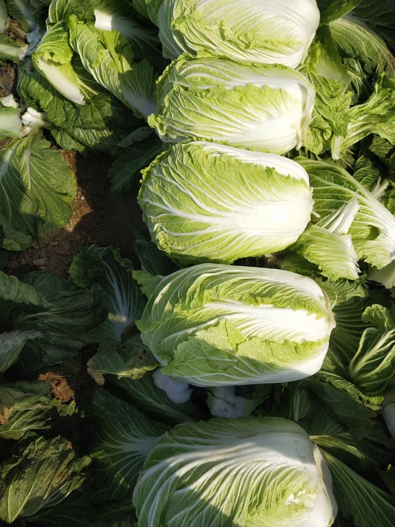 【青杂三号白菜】陕西白菜无烧心烧边无黑点病害净菜上车大小适中