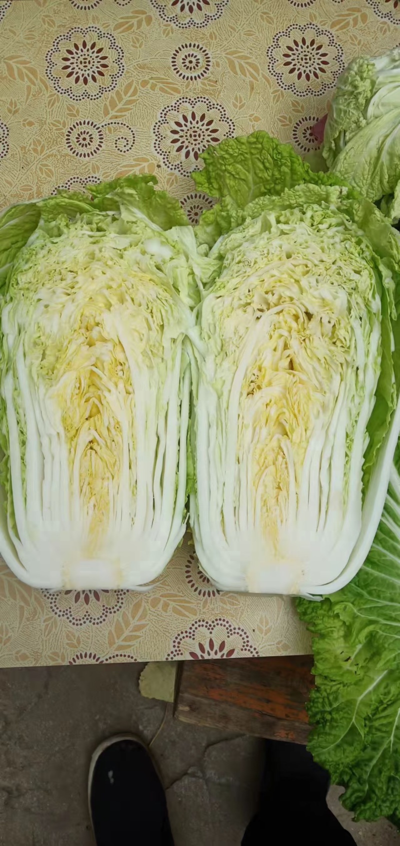 【青杂三号白菜】陕西白菜无烧心烧边无黑点病害净菜上车大小适中