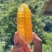 大山深处天然野生百花蜂蜜药材花蜂蜜一年一次采集无人居森林