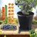 蓝莓种植基质盆