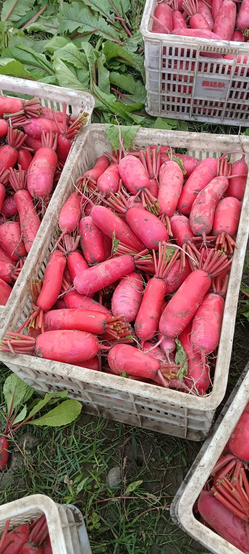 【精品红皮萝卜】大量上市四川产地直供质量上乘量大优惠