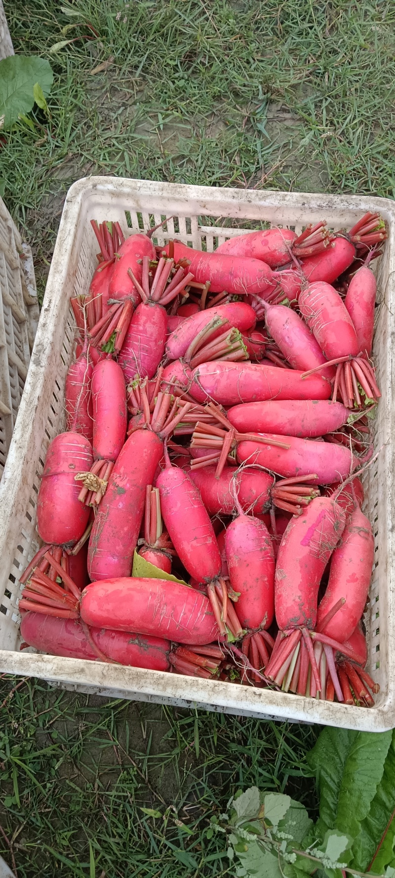 【精品红皮萝卜】大量上市四川产地直供质量上乘量大优惠