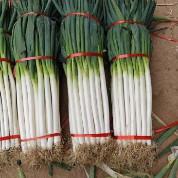 【铁杆大葱】陕西大葱条形好打捆葱白长净菜毛菜都有按需求分拣
