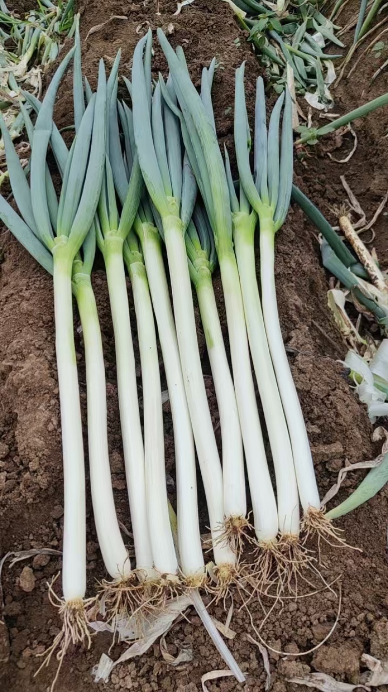 【铁杆大葱】陕西大葱条形好打捆葱白长净菜毛菜都有按需求分拣