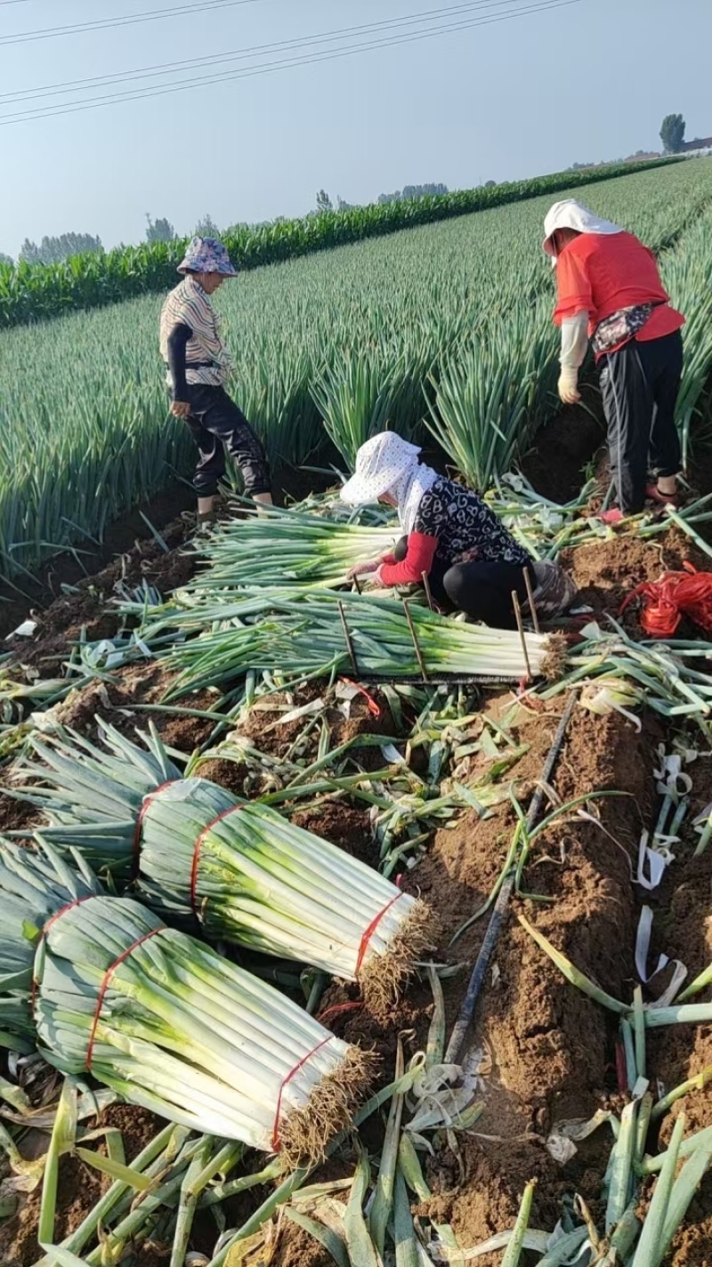 【铁杆大葱】陕西大葱条形好打捆葱白长净菜毛菜都有按需求分拣