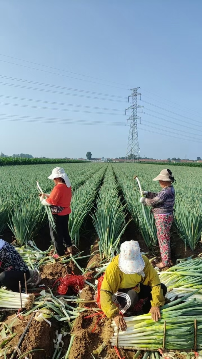 【铁杆大葱】陕西大葱条形好打捆葱白长净菜毛菜都有按需求分拣