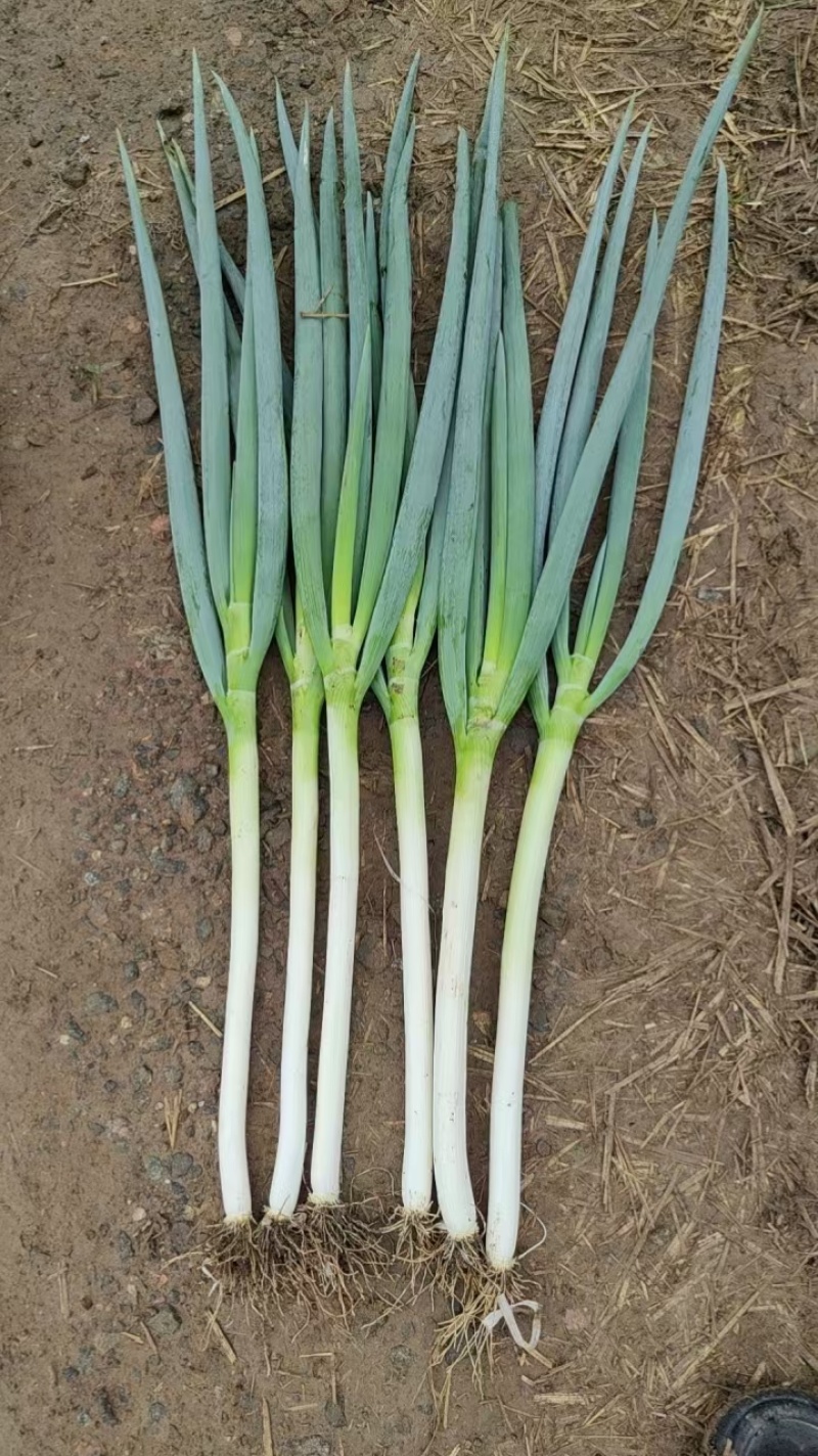 【铁杆大葱】陕西大葱条形好打捆葱白长净菜毛菜都有按需求分拣