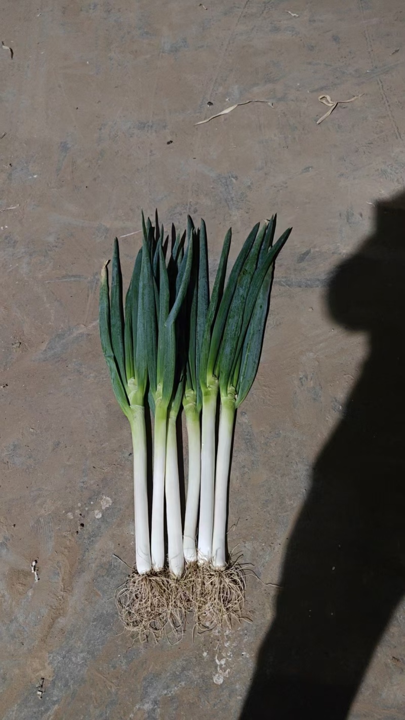 【铁杆大葱】陕西大葱条形好打捆葱白长净菜毛菜都有按需求分拣