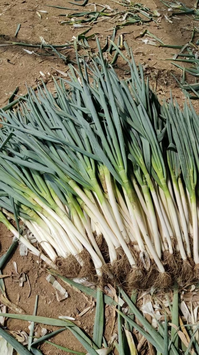 【铁杆大葱】陕西大葱条形好打捆葱白长净菜毛菜都有按需求分拣
