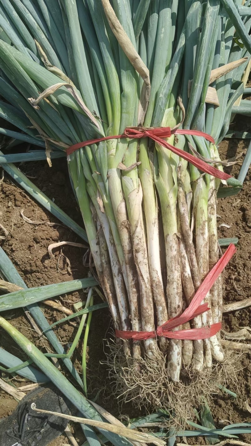 【铁杆大葱】陕西大葱条形好打捆葱白长净菜毛菜都有按需求分拣