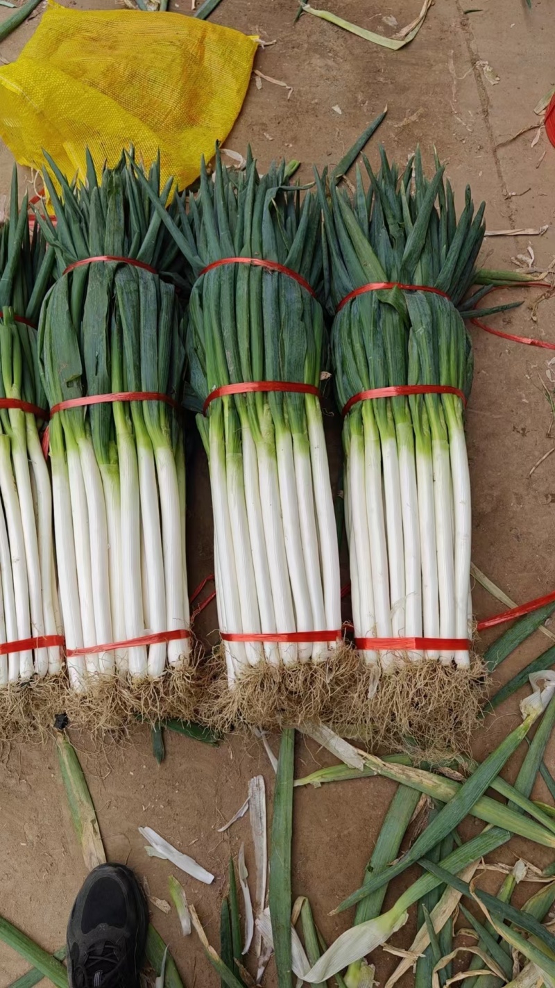 【铁杆大葱】陕西大葱条形好打捆葱白长净菜毛菜都有按需求分拣