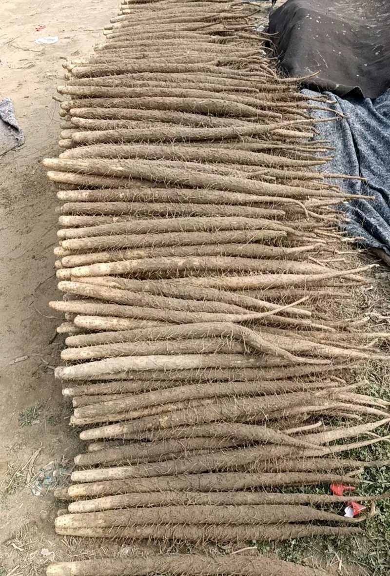 双胞山药河北产区直发保质保量供货欢迎咨询选购