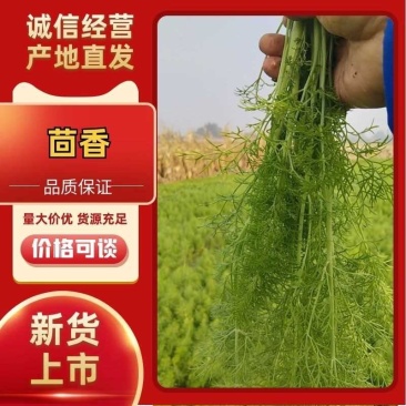 茴香货源充足量大从优对接商超市场