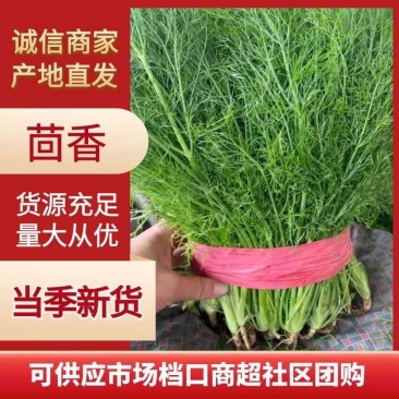河北定州茴香大量货源味道好价格便宜欢迎订购