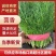 河北定州茴香大量货源味道好价格便宜欢迎订购