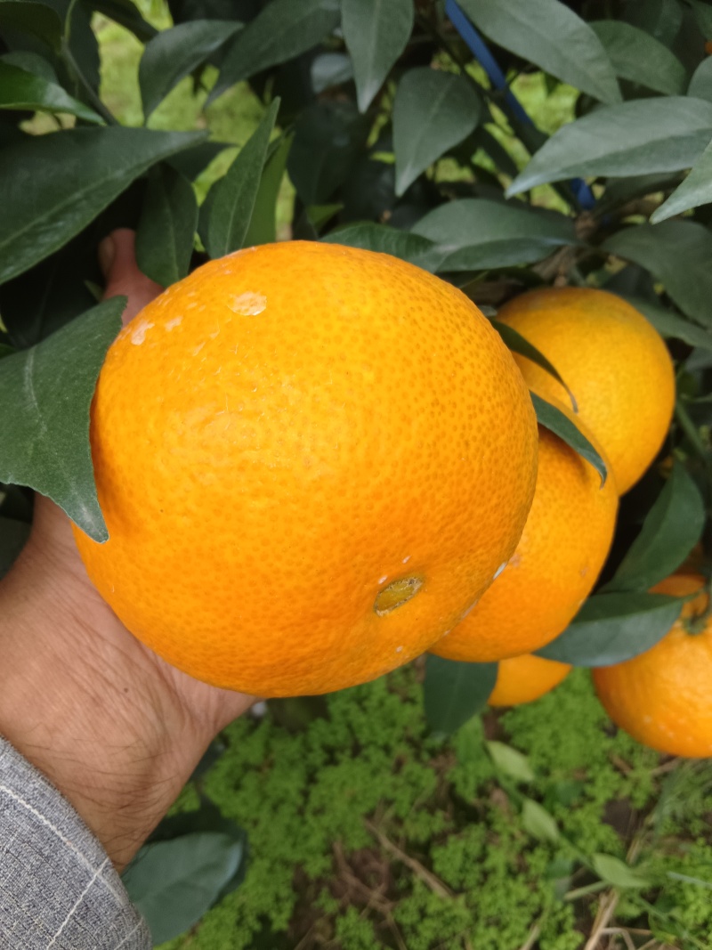 爱媛果冻橙